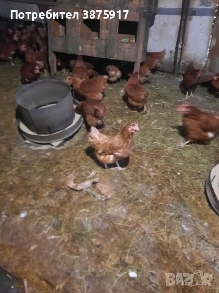 продавам кокошки носачки за яйца, снимка 1