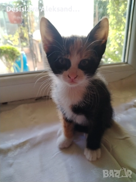 Подарявам много красиви домашни котенца , снимка 1