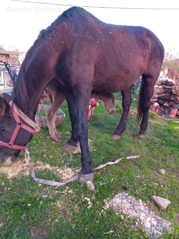 Kobila, снимка 1