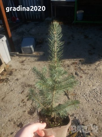 Сребрист смърч (Picea pungens), снимка 15 - Градински цветя и растения - 29531057