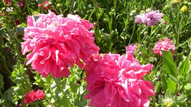 Градински мак, снимка 4 - Сортови семена и луковици - 26210382