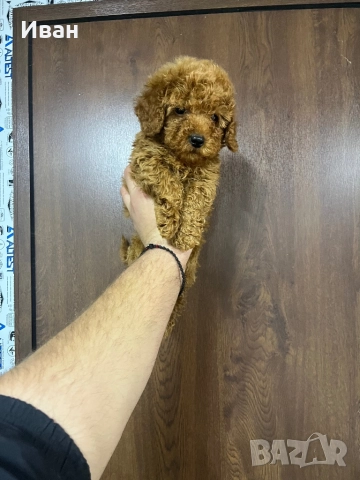 Той пудел, снимка 2 - Пудели - 52916377