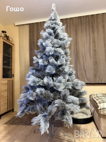 Сива Коледна елха