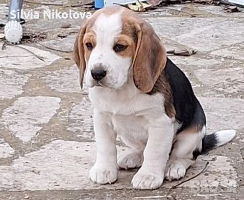 Бигълчета! , снимка 4 - Бигъл - 53114953