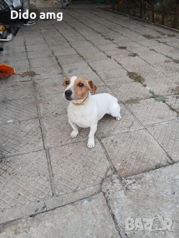 Джак ръсел за разплот, снимка 6 - Джак ръсел териер - 51892583