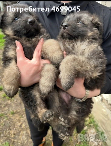 Немска овчарка старонемска , снимка 2 - Немска овчарка - 52971114
