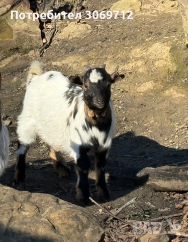 Мини холандски пръчлета, снимка 2 - Други животни - 52996529