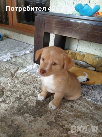 Продавам мъжко кученце, снимка 3 - Други - 52624407