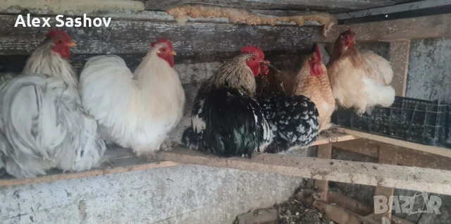 Мини кохин , снимка 3 - други­ - 53124118