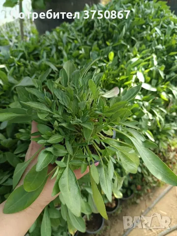 💛🧡💛 Кореопсис /Coreopsis/ 💛🧡💛, снимка 4 - Градински цветя и растения - 48916837