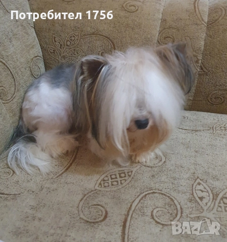 Бивер йорки, момиче., снимка 14 - Йоркширски териер - 45053514