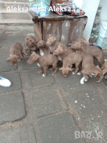 Продавам породисти питбулчета, снимка 11 - Питбул - 52281077