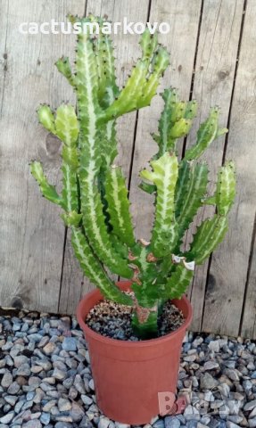 Euphorbia lactea, снимка 1 - Стайни растения - 42983560