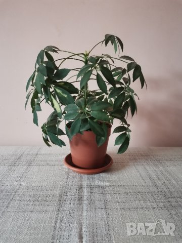 Шефлера - млади растения , снимка 4 - Стайни растения - 29690994