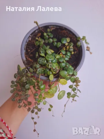 Пеперомия, Peperomia prostrata , снимка 1 - Стайни растения - 49371586