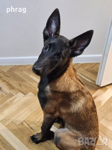 Белгийска овчарка Малиноа - женска, снимка 2 - Белгийска овчарка - 51116434