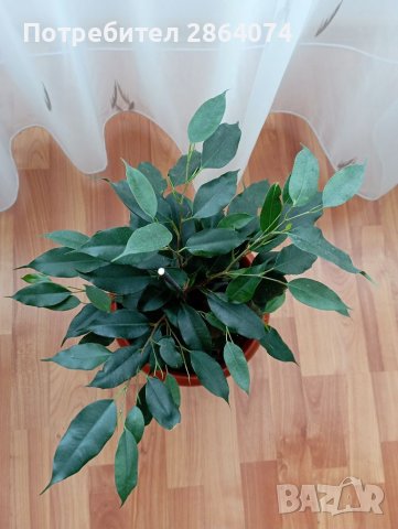 Бенджамин , снимка 8 - Стайни растения - 40442336