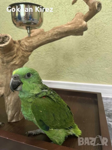 Папагали Жълтотила Амазона, снимка 6 - Папагали - 50919056