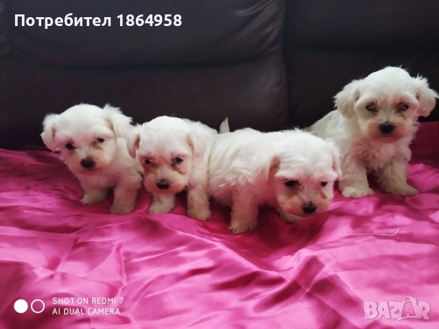 СУПЕР МИНИ МАЛТИЙСКА БОЛОНКА Доставка, снимка 4 - Болонка - 52091591