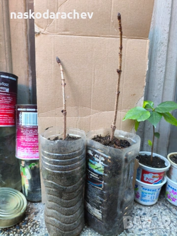 Кестен конски фиданки разсад, снимка 12 - Градински цветя и растения - 44387533