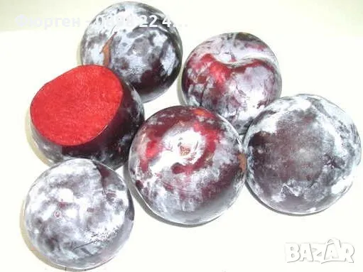 Слива Черен Сплендор - BLACK SPLENDOR, снимка 3 - Разсади - 47897945