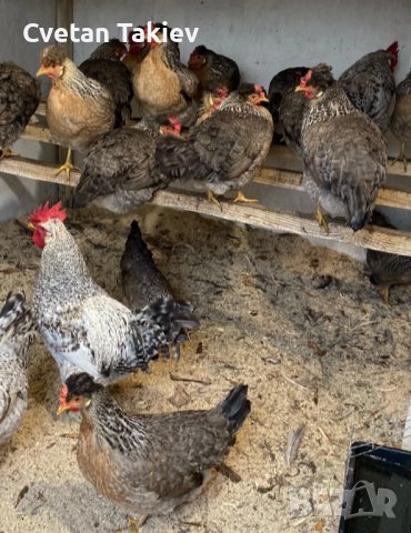 Крем Легбар, Опал Легбар, яйца и пилета, снимка 5 - Кокошки и пуйки - 42957928