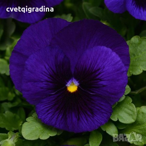 Viola Blue blotch(Виола едроцветна Синьо петно), снимка 2 - Градински цветя и растения - 43638114