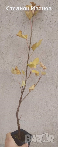 Бяло френско грозде (Ribes niveum 'Blanka'), снимка 7 - Градински цветя и растения - 52354431