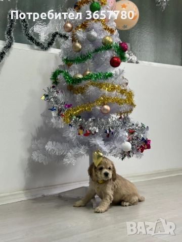 Американски кокер шпаноли, снимка 5 - Кокер шпаньол - 52794381