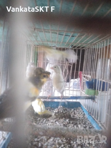 Канари, снимка 2 - Канари - 53117586