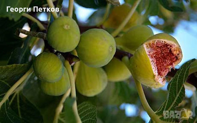 Бяла смокиня с височина 50-60 см., снимка 5 - Градински цветя и растения - 52731293