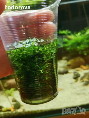 Аквариумни растения- последни бройки на намалени цени , снимка 6 - Аквариуми - 53526216