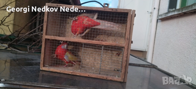 Продавам пенантови розели златен пастел , снимка 10 - Папагали - 52970351