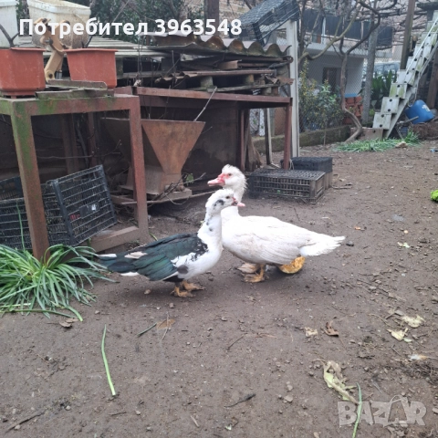 Чифт неми патици