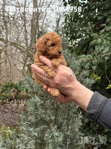 Мини ТОЙ ПУДЕЛ Доставка, снимка 4 - Пудели - 53489334