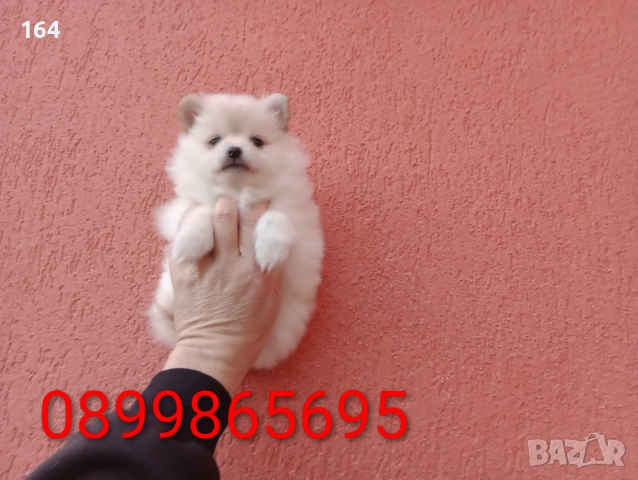 Момиченце. Снимки от днес!, снимка 4 - Померан - 53525911