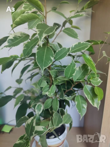 Продавам Бенджамини - различни видове, снимка 2 - Стайни растения - 46552586