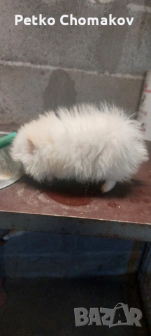 померан, снимка 5 - Померан - 53070875