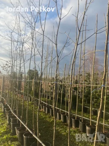 Полски Ясен 