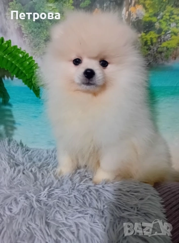 Продавам мъжки и женски померанчета, снимка 4 - Померан - 52438751