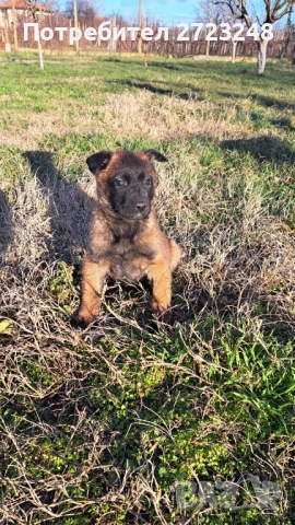 Кученца белгийска овчарка , снимка 5 - Белгийска овчарка - 52937741