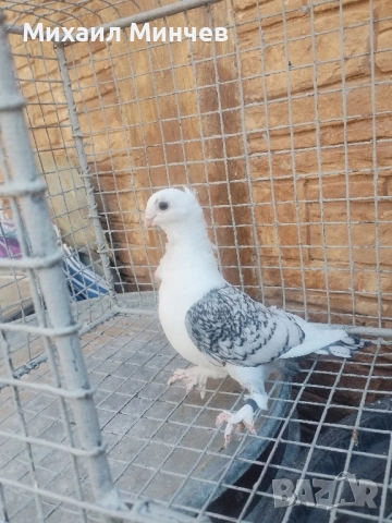 Продавам гълъби Сатинети (Салтанети) , снимка 2 - Гълъби - 51513762