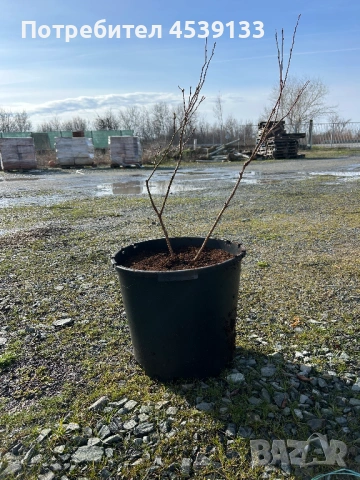 Боровинки сорт Дюк 4 годишни