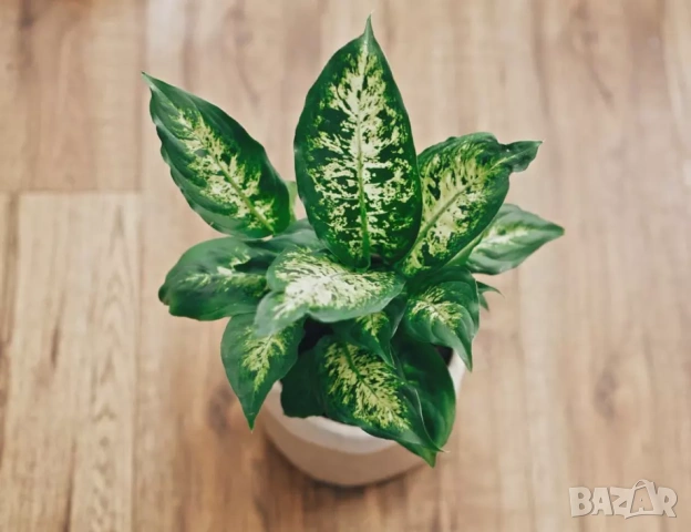 красиво стайно растение