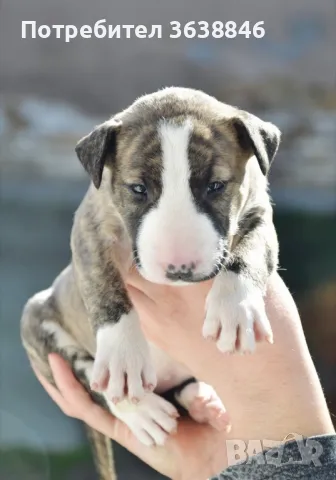 Бул териер, снимка 5 - Други - 49306264