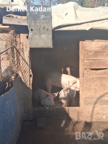 Прасета до 30-35кг, снимка 2 - Прасета - 52695902