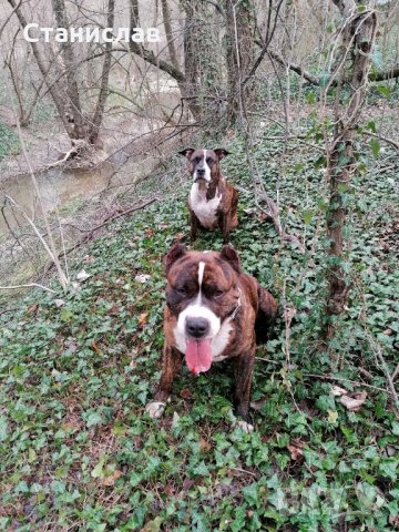 Тигров питбул за разплод ... , снимка 12 - Питбул - 31691648