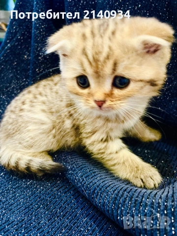 Шотландски клепоухи котенца – златна чинчила. Scottish fold, снимка 2 - Чинчили - 52931535