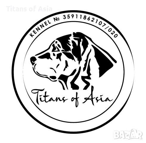 Кученца САО , АЛАБАЙ , Туркменски Вълкодав, снимка 13 - Алабай - 53120501