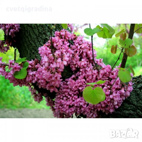Cercis siliquastrum 100/125 див рожков, снимка 2 - Градински цветя и растения - 36969362